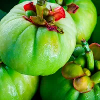 Garcinia Cambogi